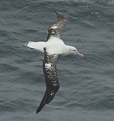 A Tristan albatross flying over a choppy sea.