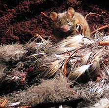A mouse next to a dead petrel.