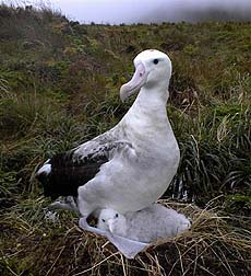 A Tristan albatross female and chick.