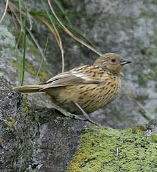 The Gough bunting, a small greeny-yellow bird, perched on a rock.