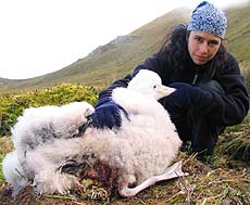 Albatross chick with stomach injuries, held still by an RSPCA worker.
