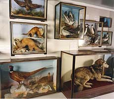 Shows a photo of several glass cases on display, each with stuffed animals or birds inside.
