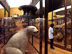 Shows a photo of a room packed with various stuffed animals and a person looking at them.