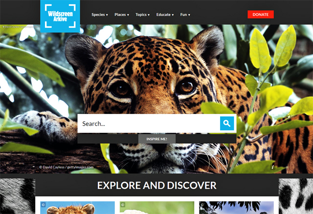 A screenshot showing a picture of a leopard and a search bar