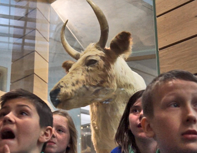 A photograph showing a cow with horns and some children