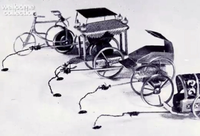 A screenshot showing a black and white picture of fleas attached to carriages. 
