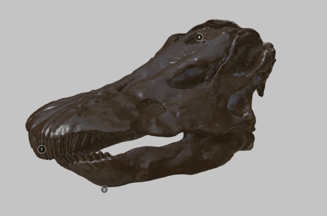 A 3d Scan of Dippy the Diplodocus's scull
