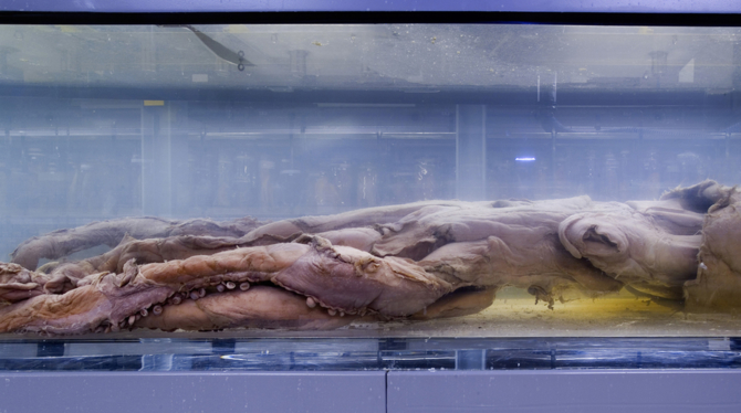 A giant squid, preserved at the Natural History Museum, London