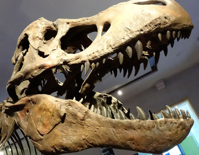 A photograph showing a Tyrannosaurus skull