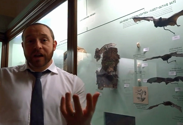 A screenshot showing a man standing in front of a case of taxidermied bats. 