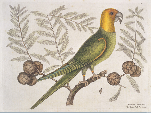 Drawing of a green parrot with a yellow head sitting on a branch with a leaf in its beak