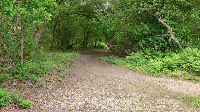 View of a woodland path