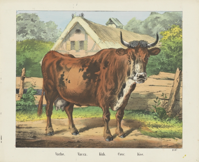 A picture pf a cow standing in front of a pink building