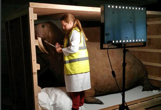 Moving the Horniman Walrus