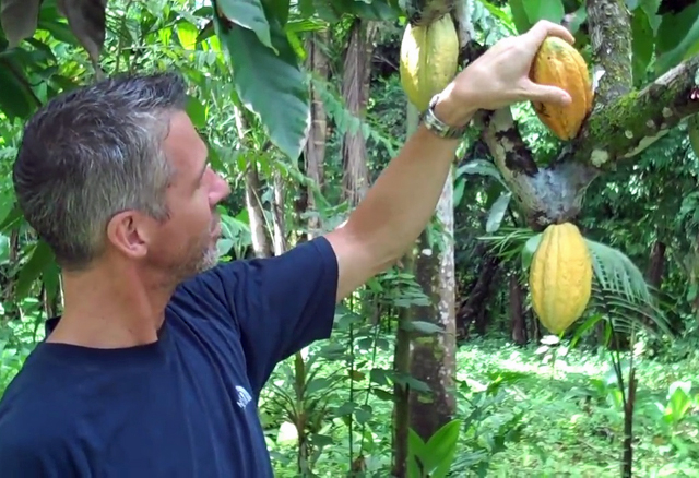 A screenshot showing a man in front of a coacoa tree