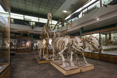 Aberdeen University, Zoology Museum