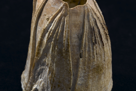 Barnacle taken from hull of an Indiaman