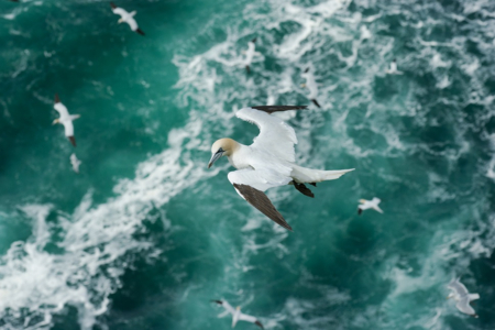 2016 British Wildlife Photography Awards