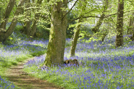 National Trust Godolphin