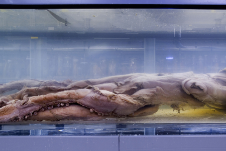 Giant Squid: From the Deep Sea to Display