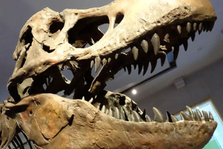 Tyrannosaurus Rex