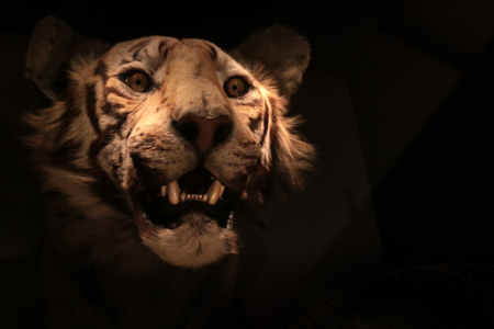 The Cabinet of Curiosities