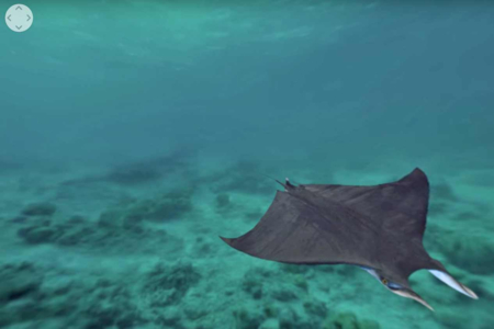 Discover over 3,000 species: The Biodiversity Wall