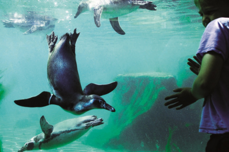Marwell Wildlife