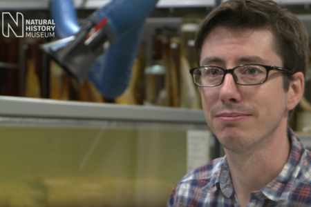 Giant Squid: From the Deep Sea to Display