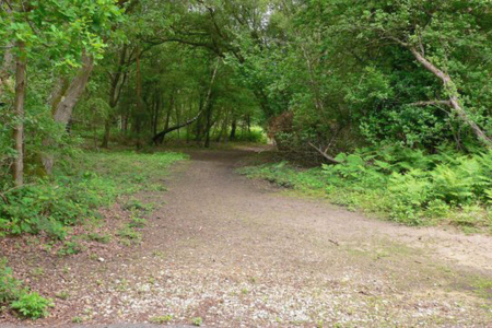 Witley and Milford Commons - National Trust