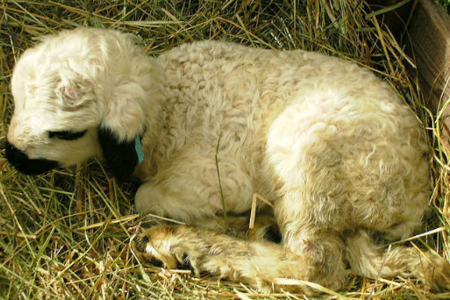 Animal Babies