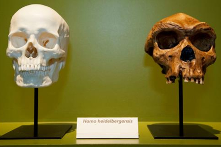 What did our ancestors look like?