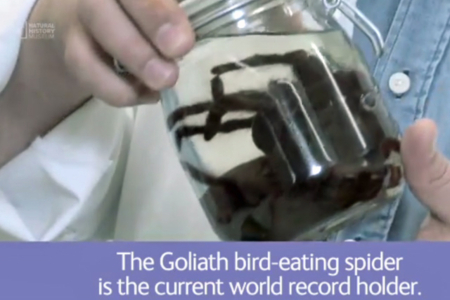 The World's Heaviest Spider