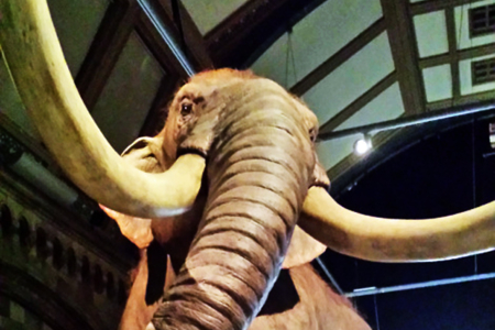 Top ten mammoth facts