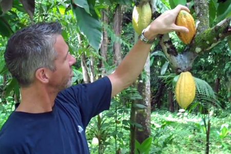 Where does chocolate come from?