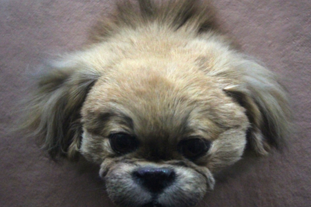 Domestic Dog (Head)