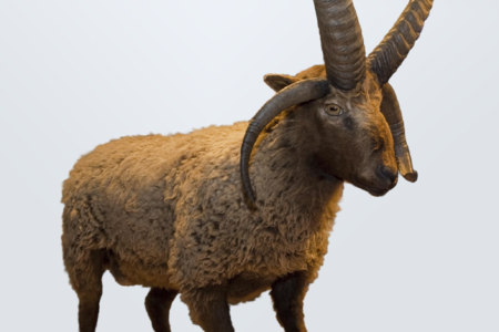 Loghtan sheep (Ovis aries)
