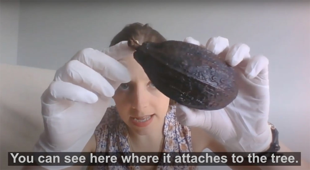 video screenshot of woman holding a cocoa bean with white gloves on her hands